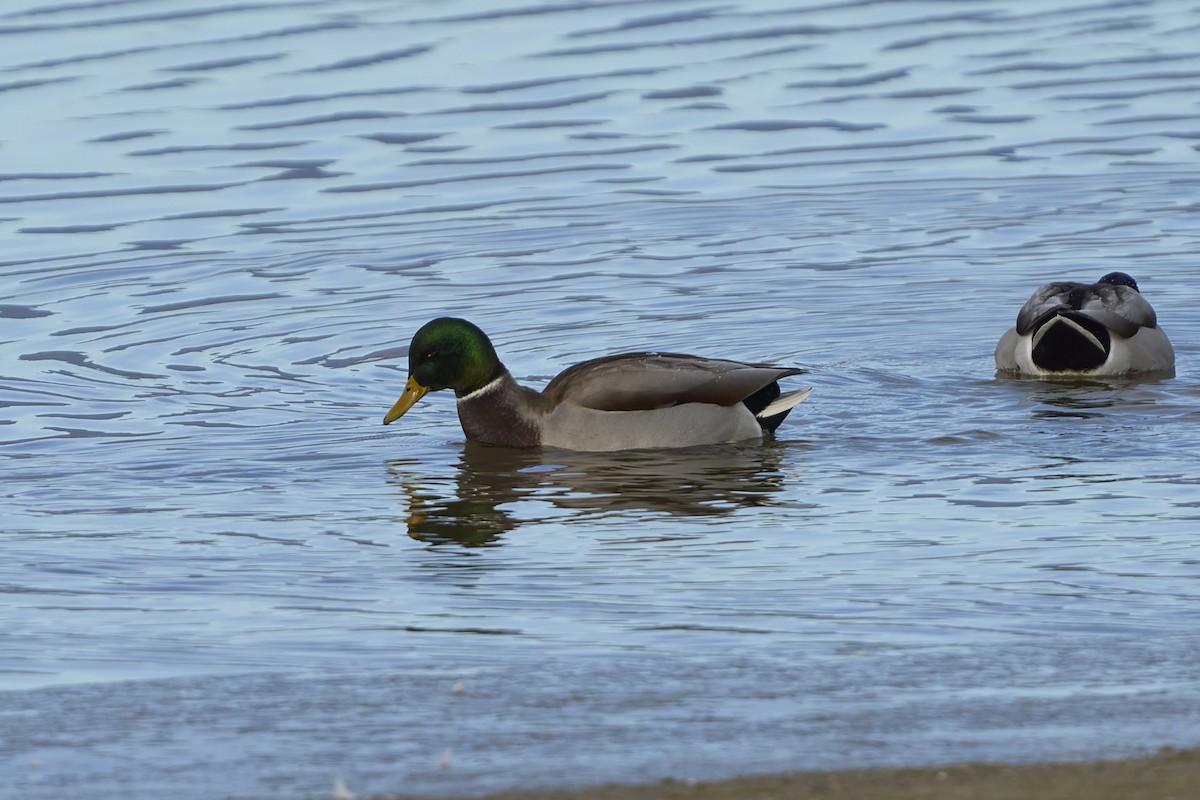 Basahatea - ML646053299