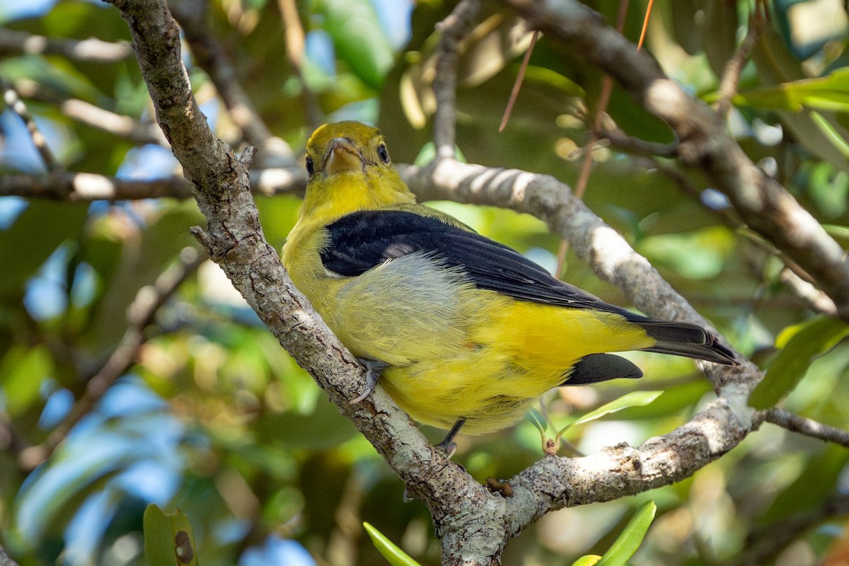 Scarlet Tanager - ML646053300