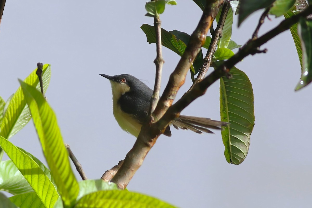 Ashy Prinia - ML646053301
