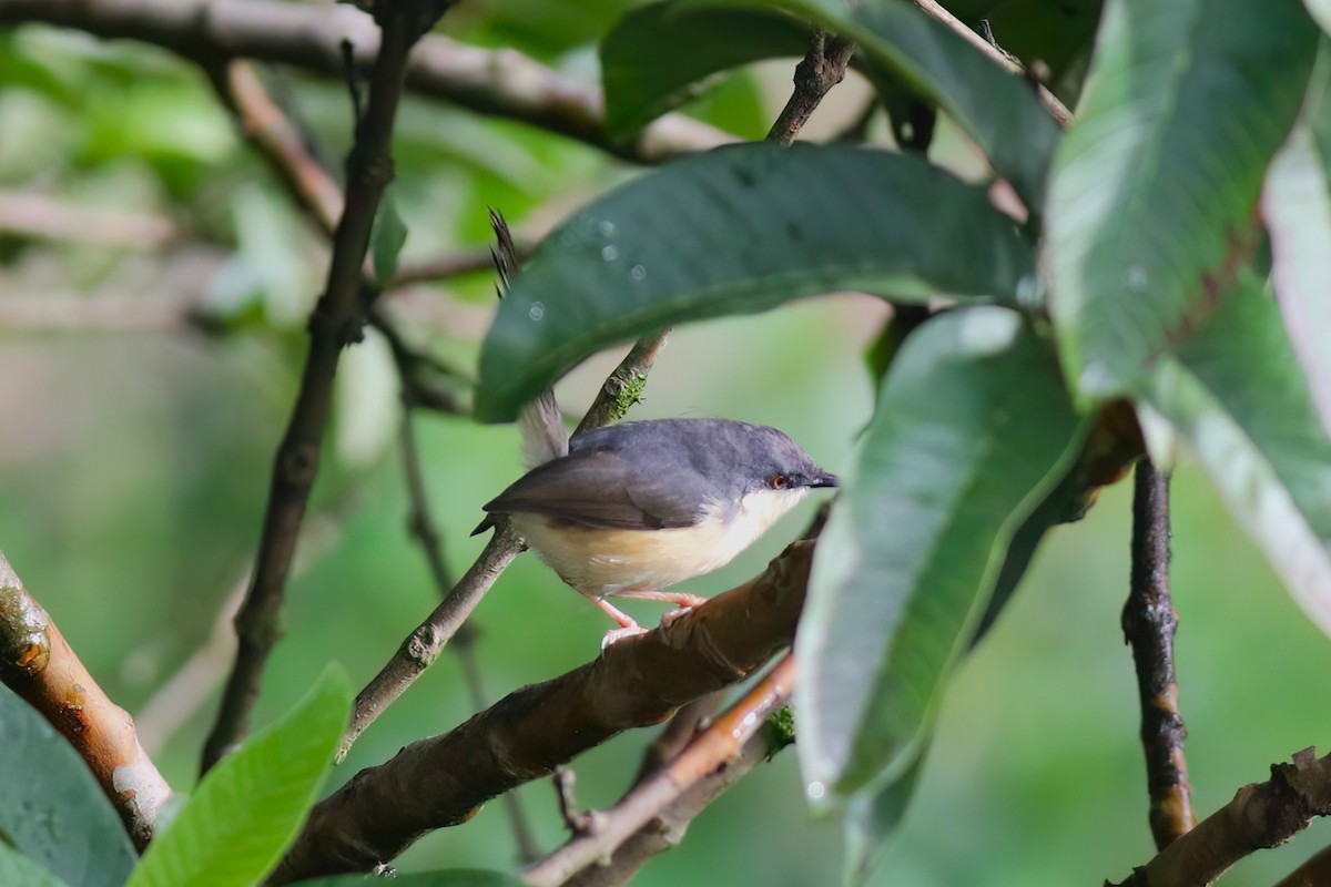Ashy Prinia - ML646053302