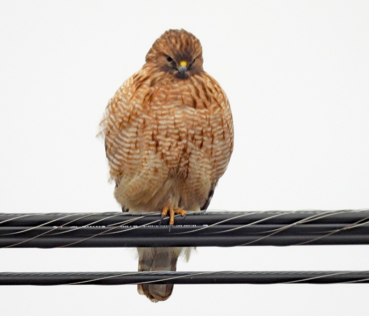 Red-shouldered Hawk - ML646053303