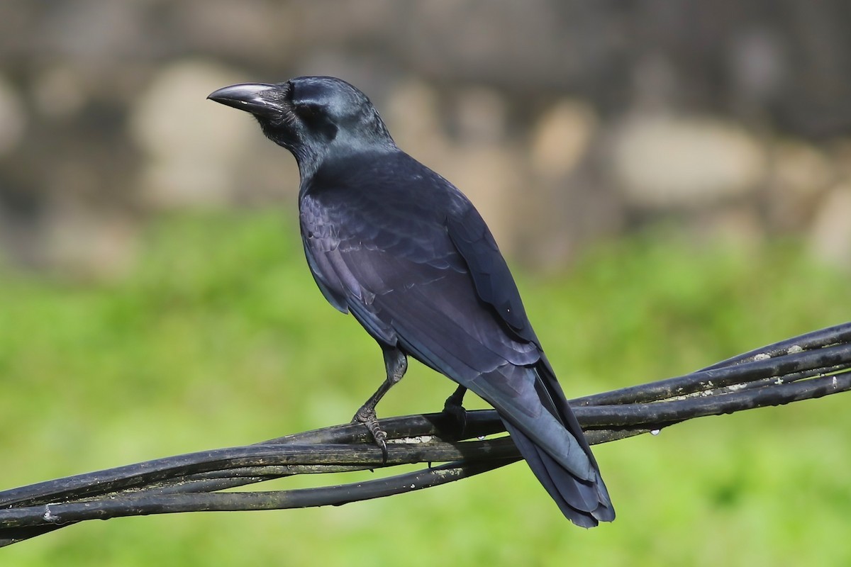 Large-billed Crow - ML646053304