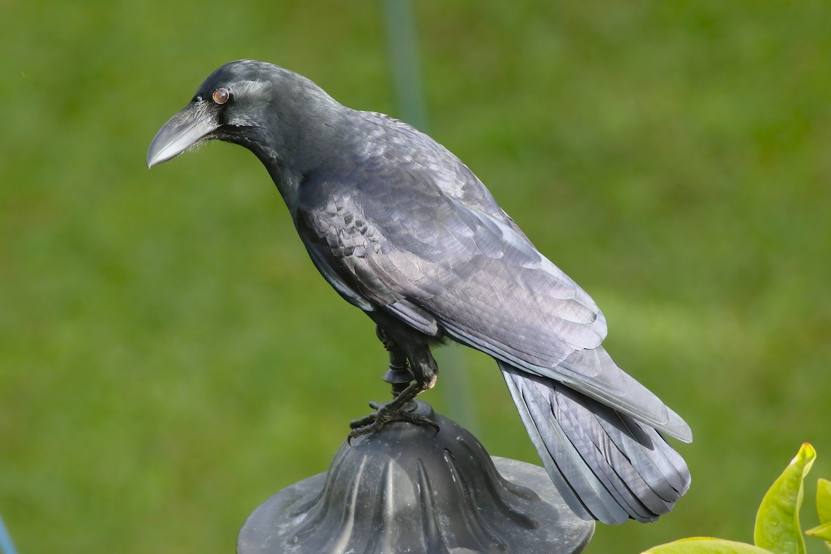 Large-billed Crow - ML646053305
