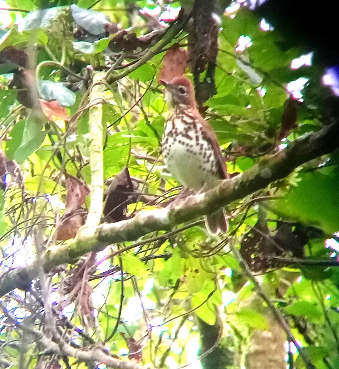Wood Thrush - ML646053306