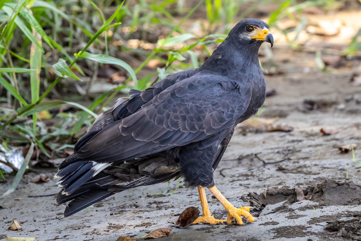 Common Black Hawk - ML646053318