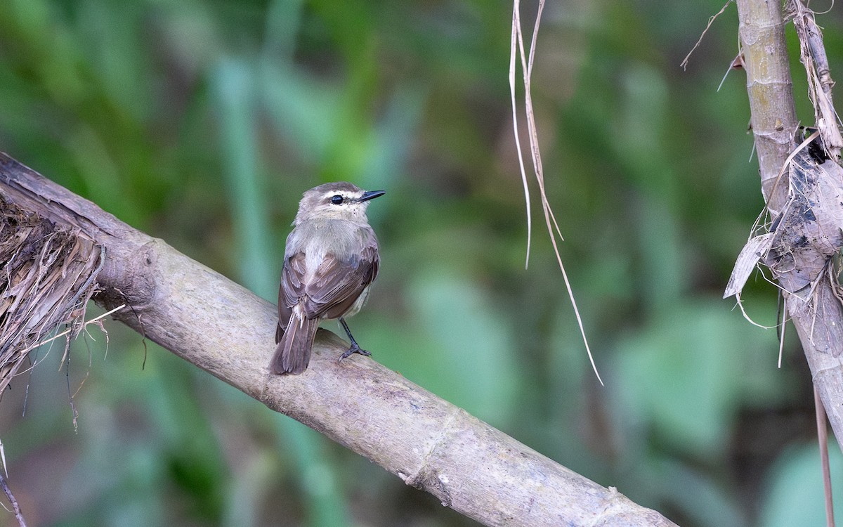 Drab Water Tyrant - ML646053329