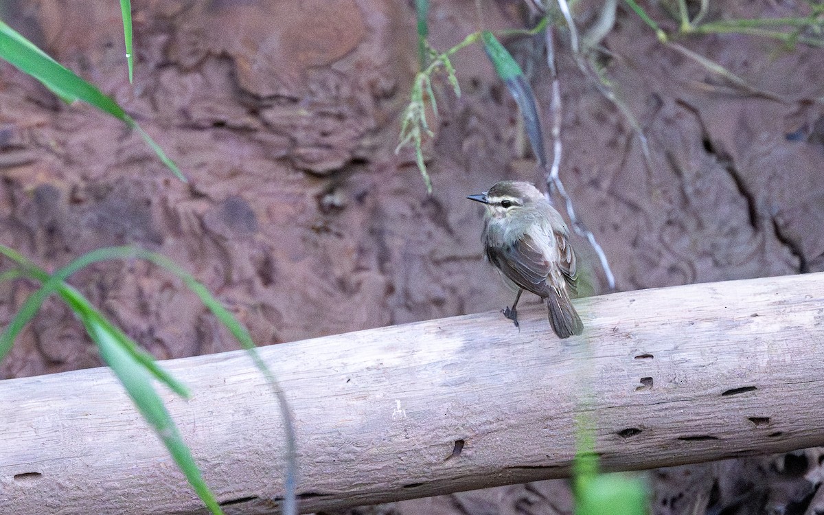 Drab Water Tyrant - ML646053330