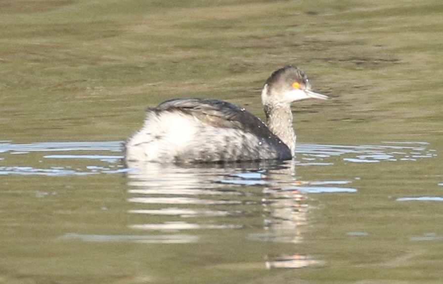 Eared Grebe - ML646053331