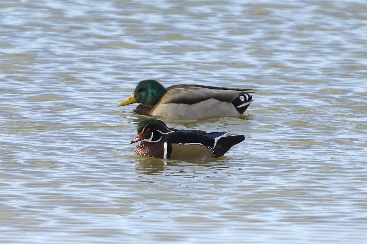 Wood Duck - ML646053337