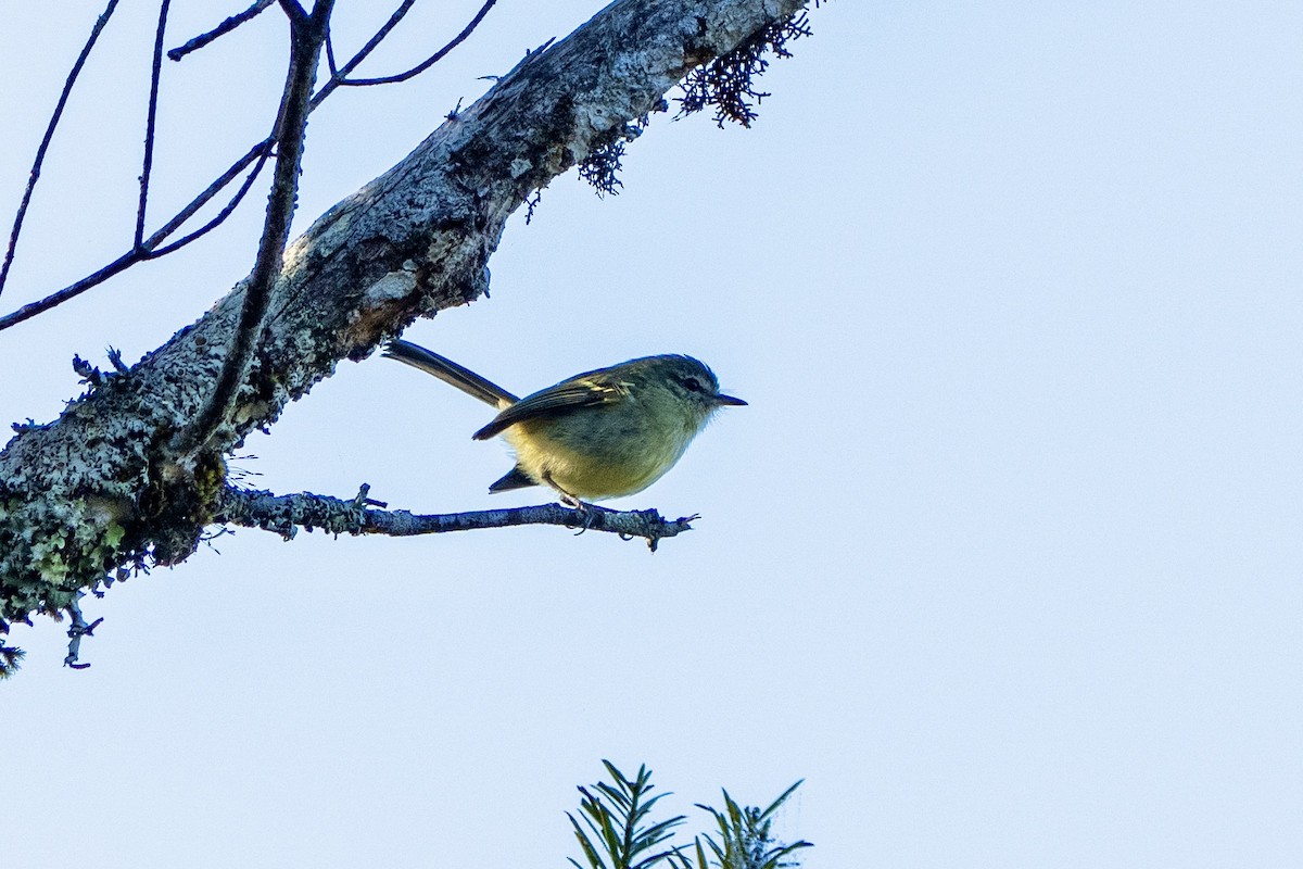 Mottle-cheeked Tyrannulet - ML646053339