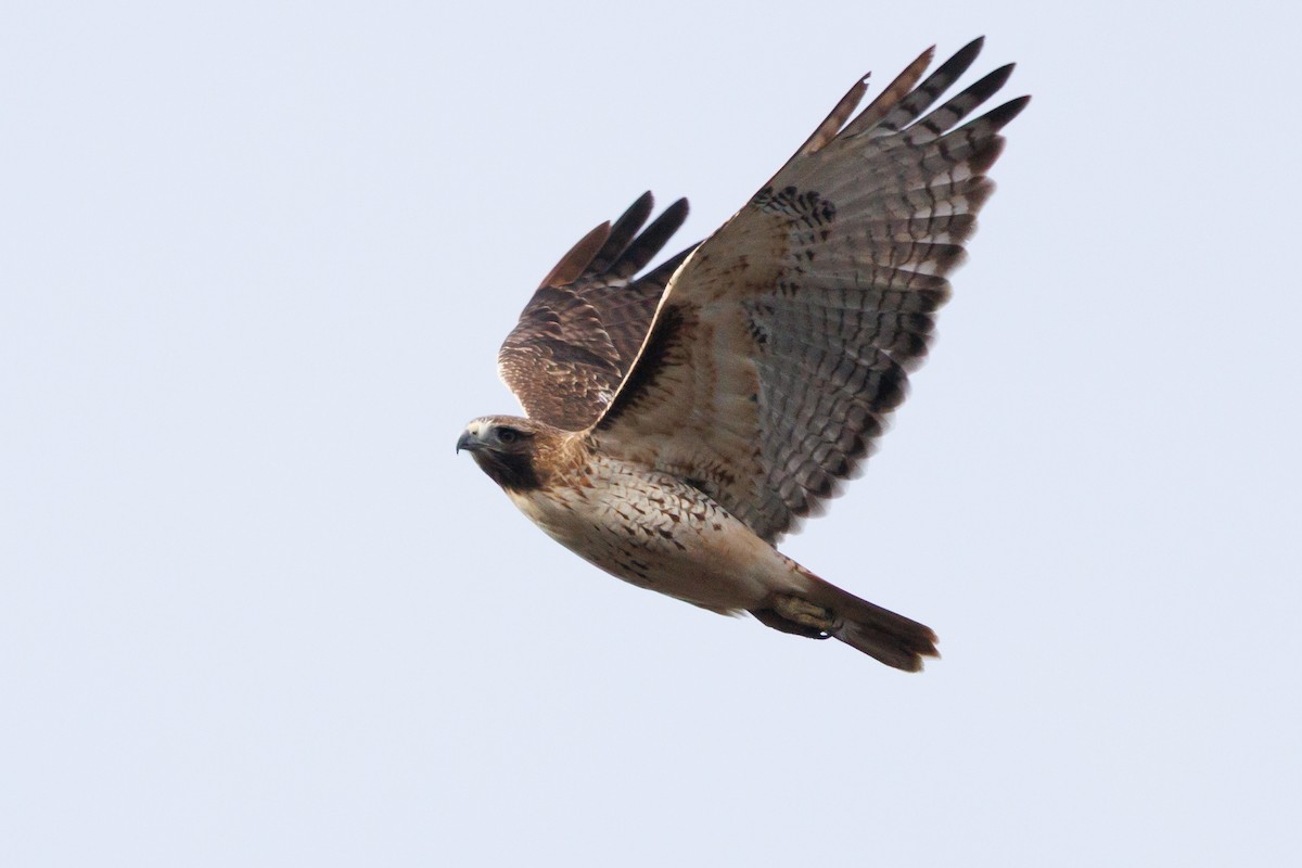 Red-tailed Hawk - ML646053341