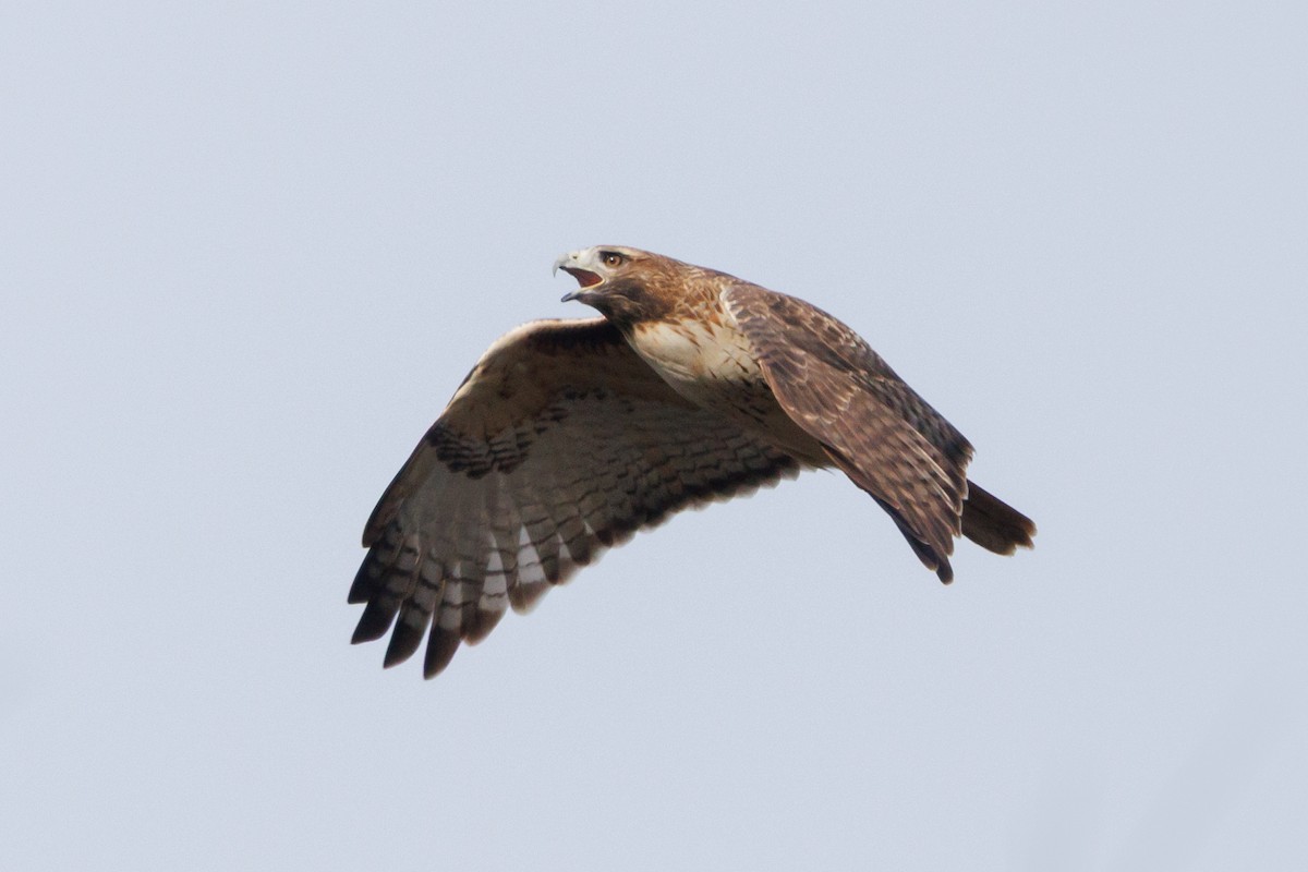 Red-tailed Hawk - ML646053342