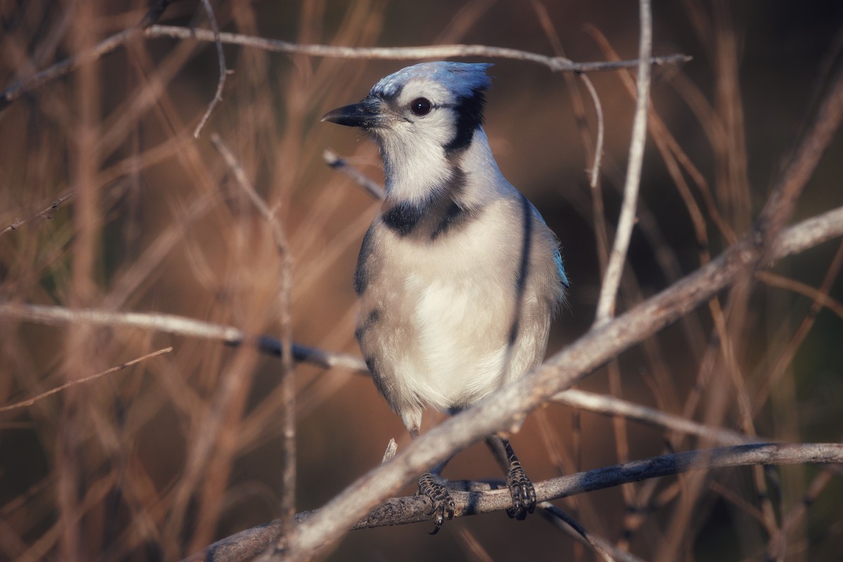Blue Jay - ML646053346