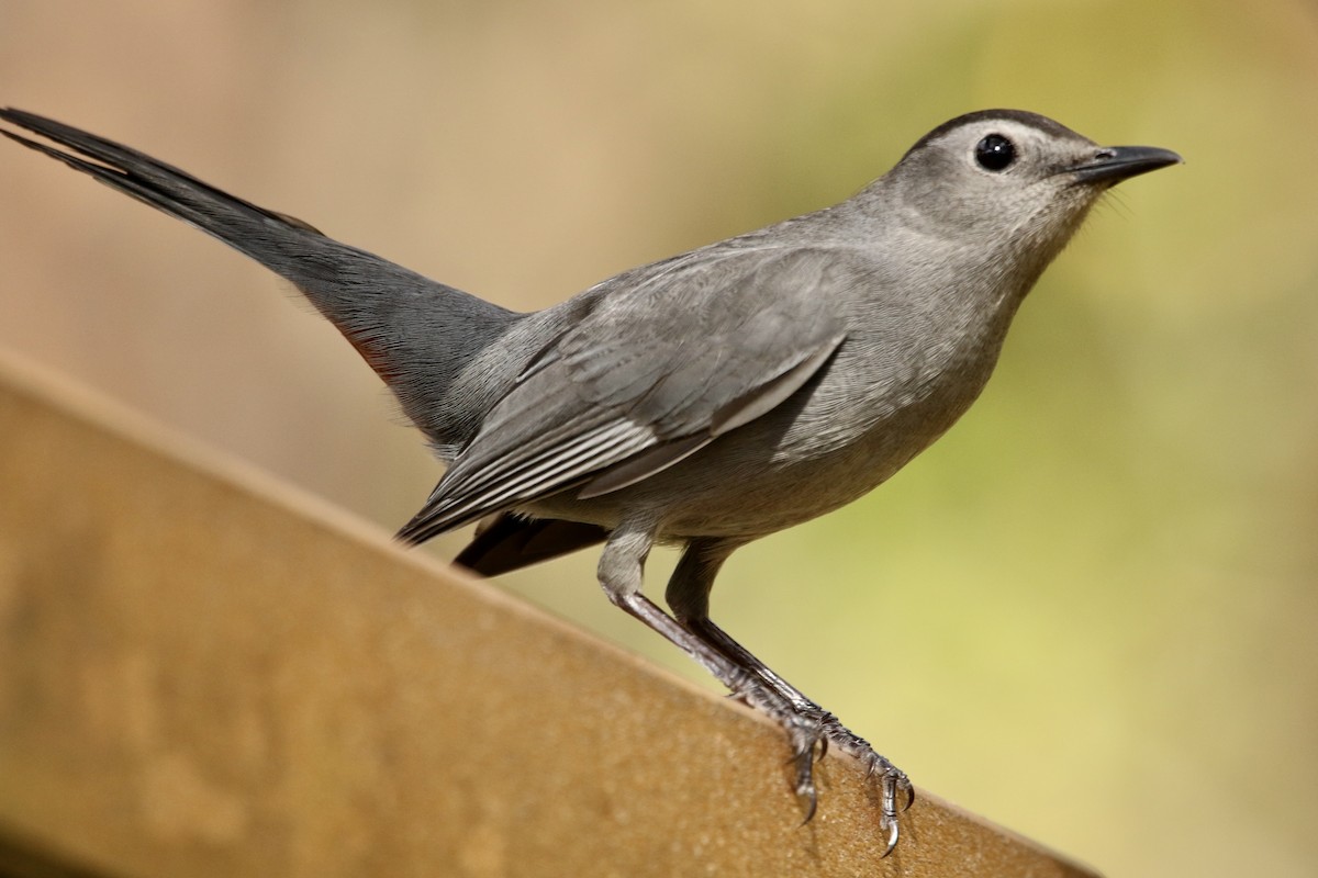 Gray Catbird - ML646053349