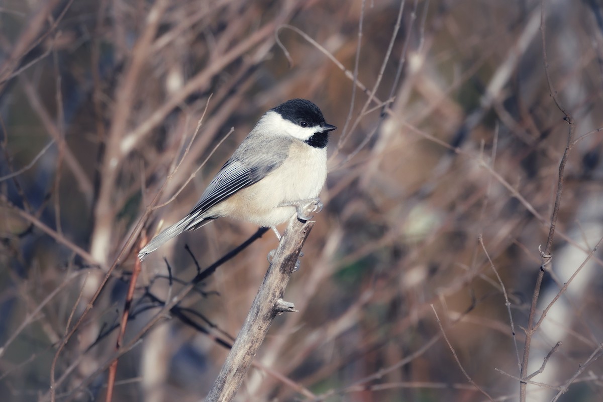 Carolina Chickadee - ML646053352