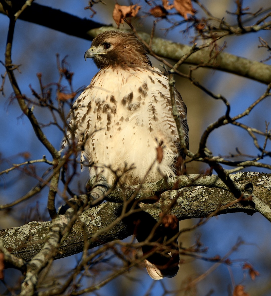 Red-tailed Hawk - ML646053354