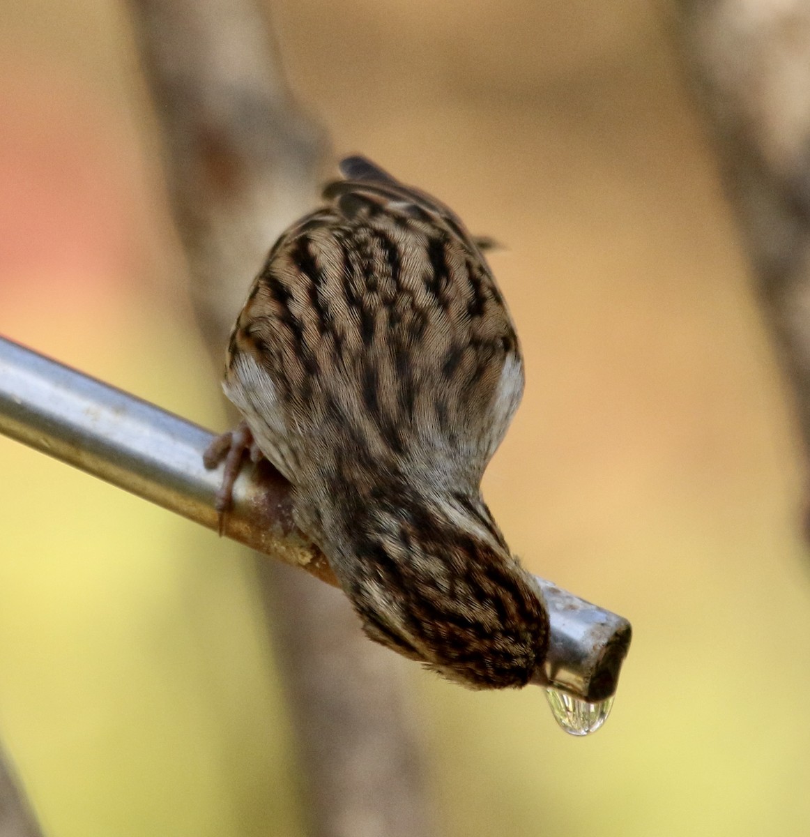 Карнатка білоброва - ML646053358