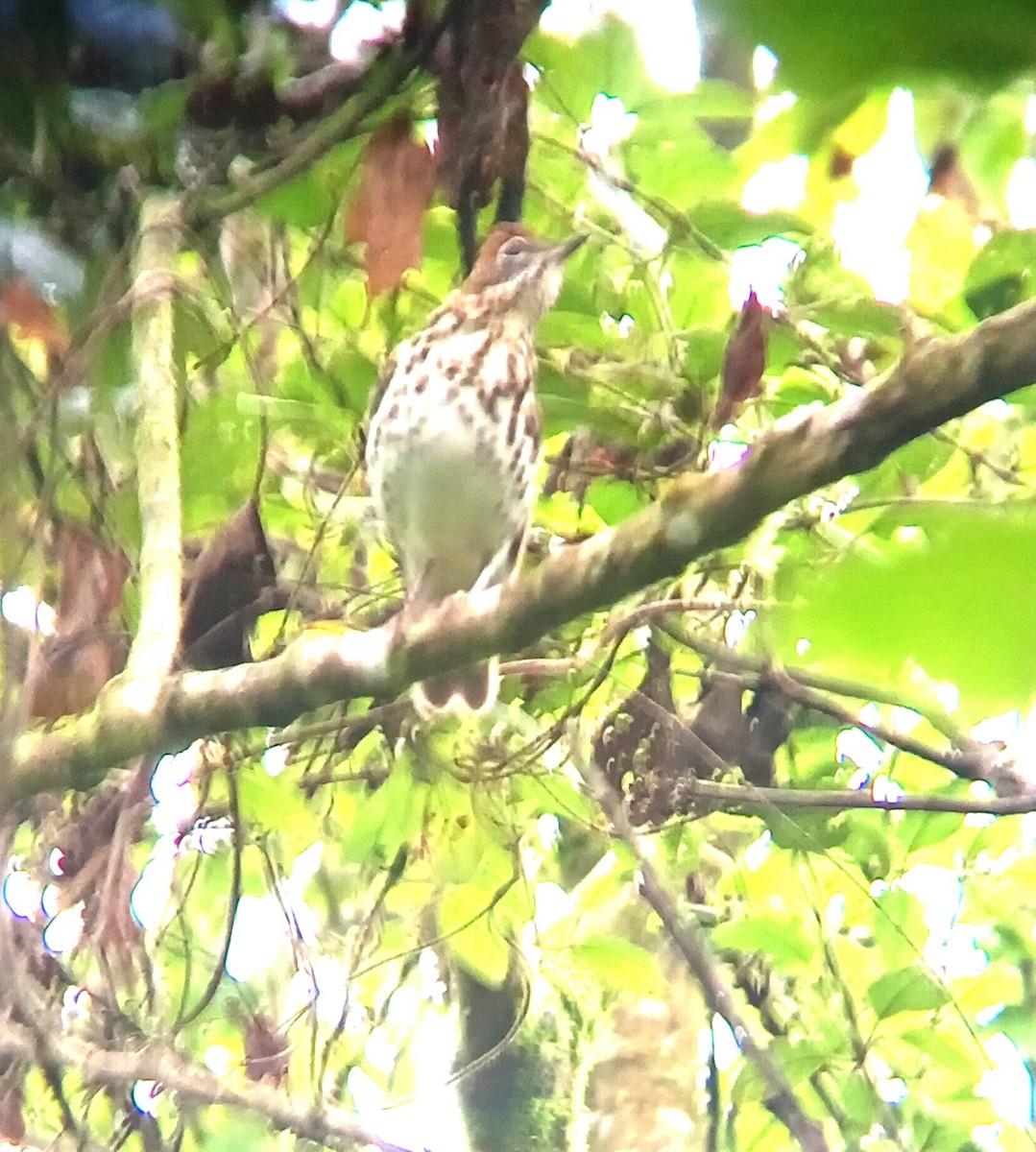 Wood Thrush - ML646053360