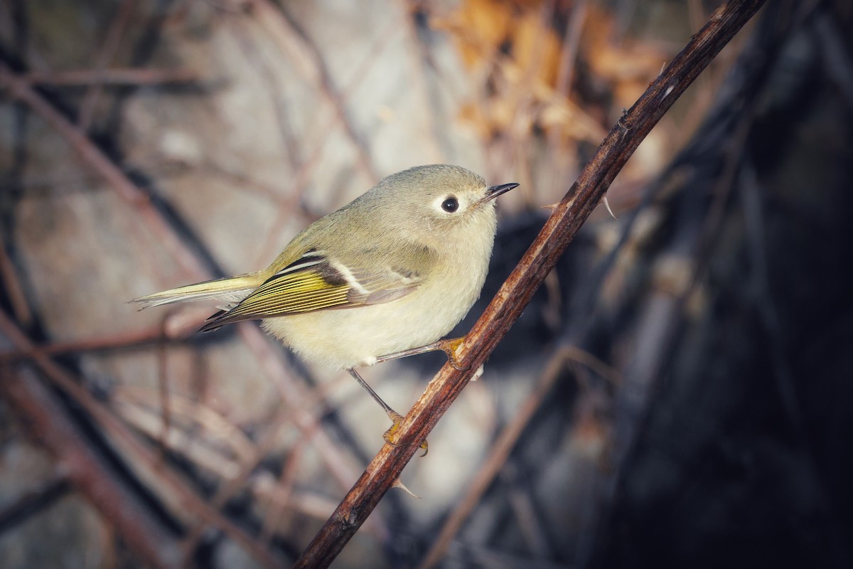 Ruby-crowned Kinglet - ML646053361