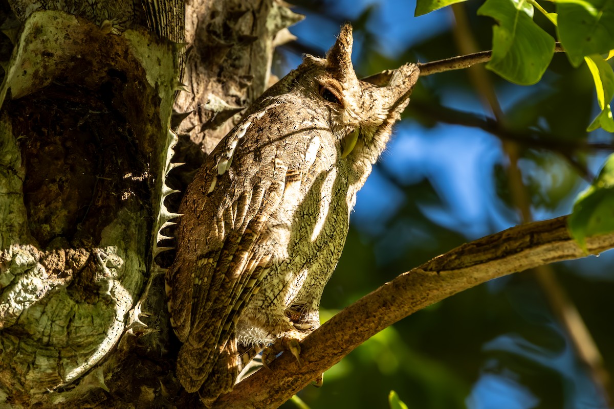 výreček pacifický - ML646053362