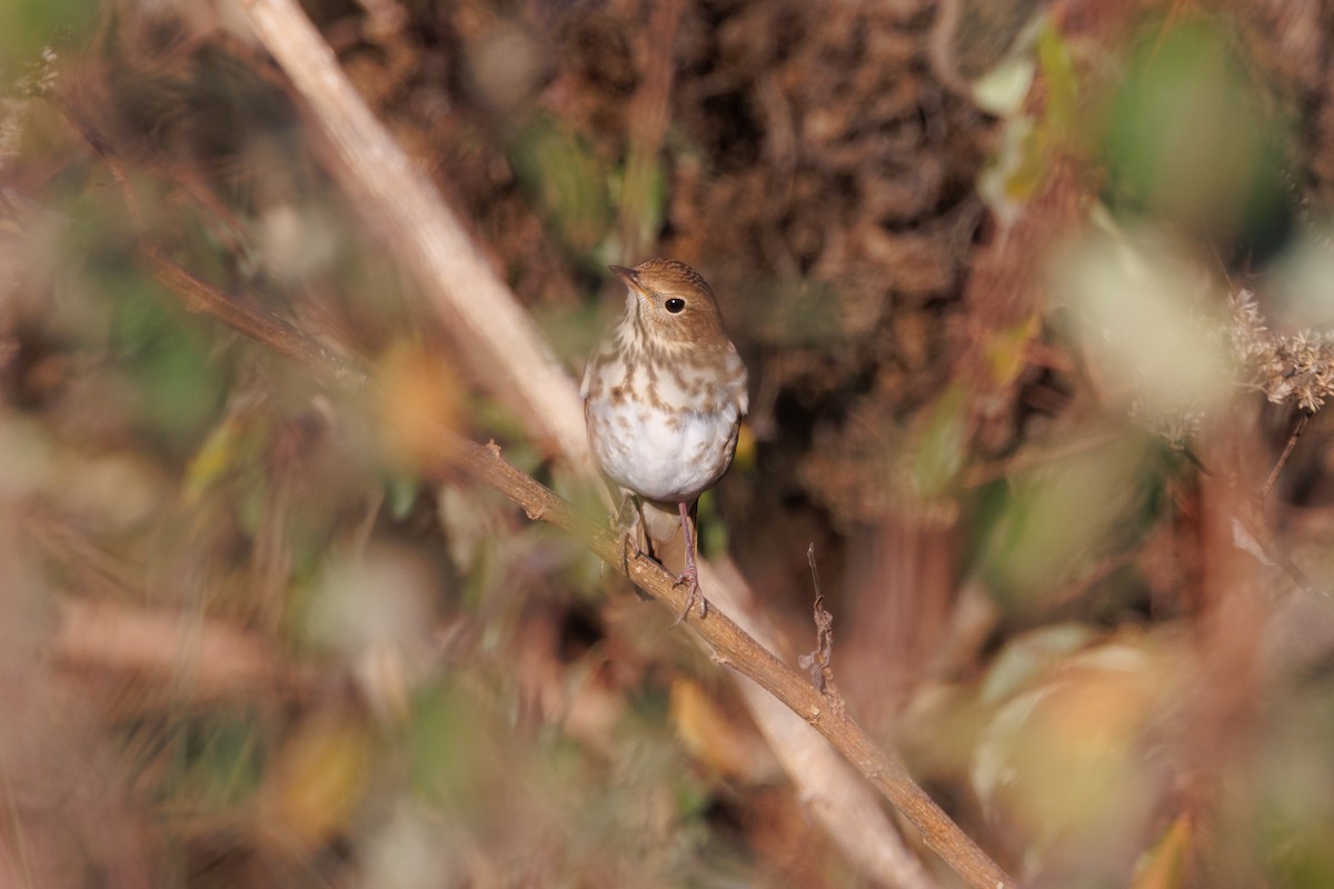 Hermit Thrush - ML646053367
