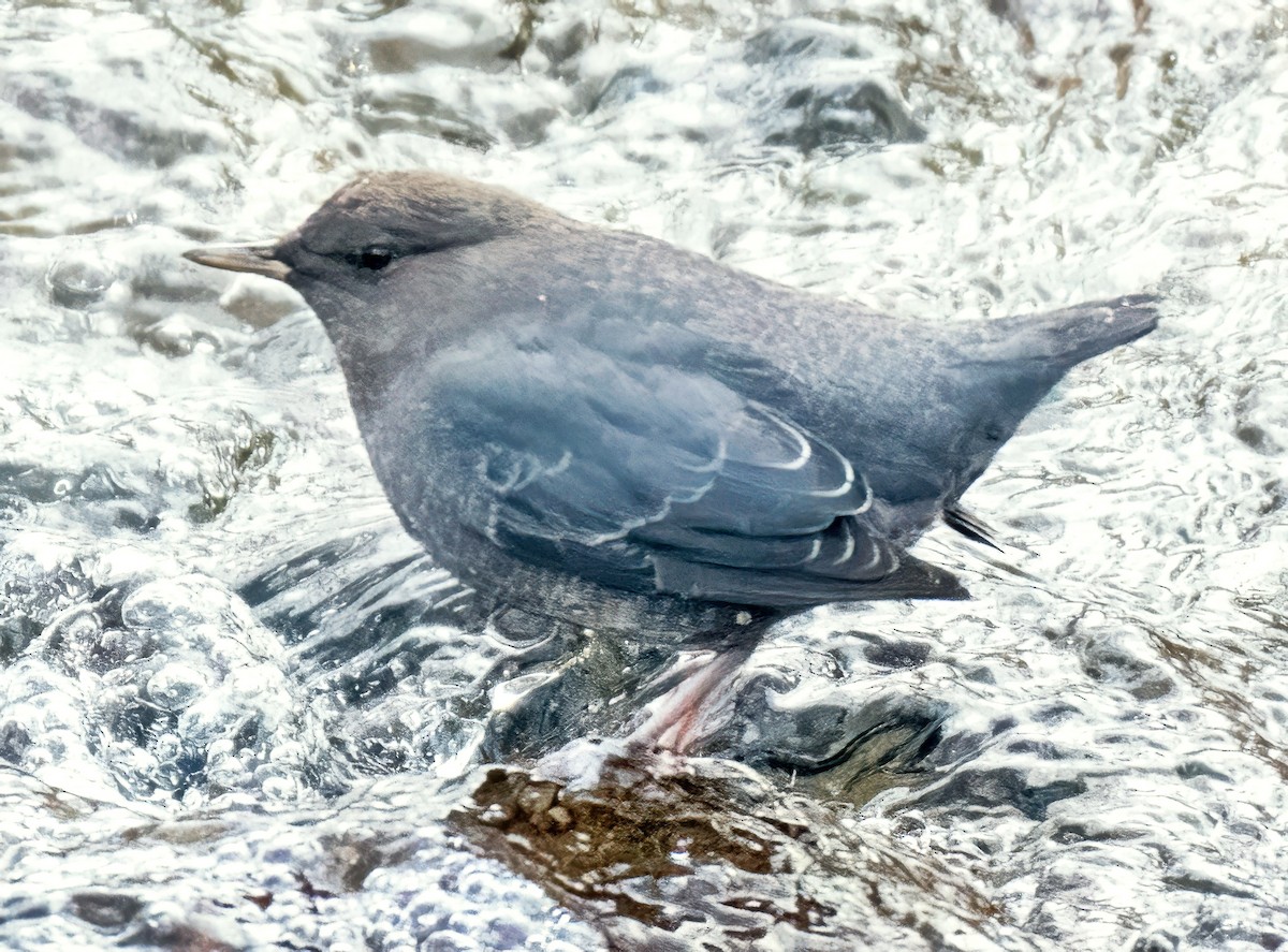 American Dipper - ML646053380