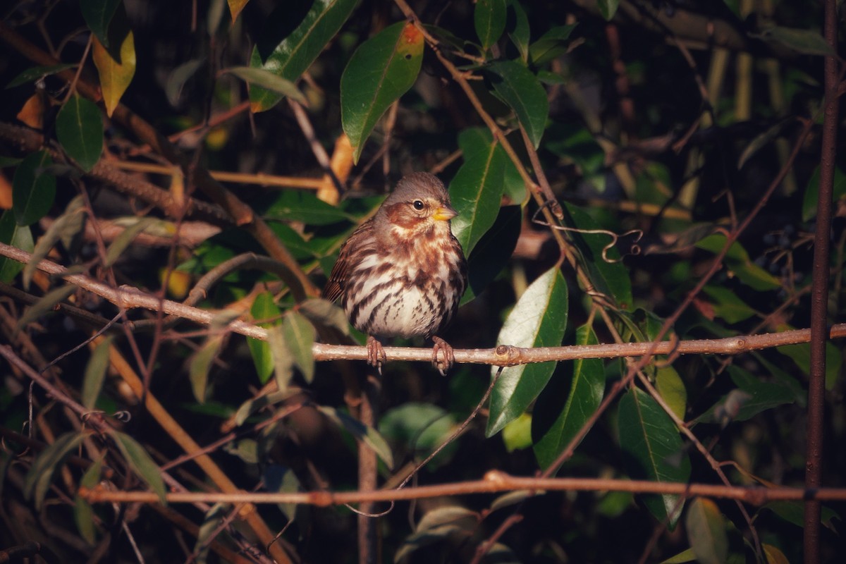 Fox Sparrow - ML646053382