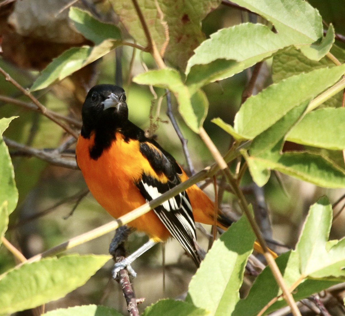 ボルチモアムクドリモドキ - ML646053386