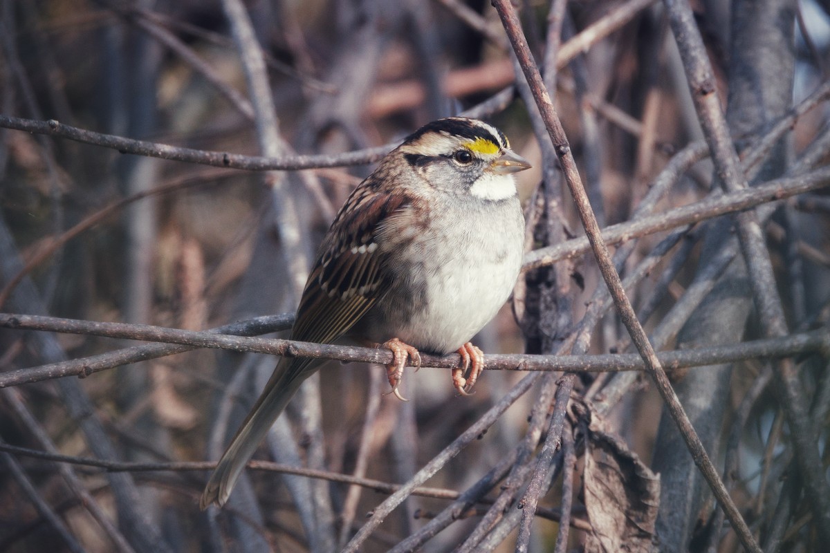 White-throated Sparrow - ML646053387