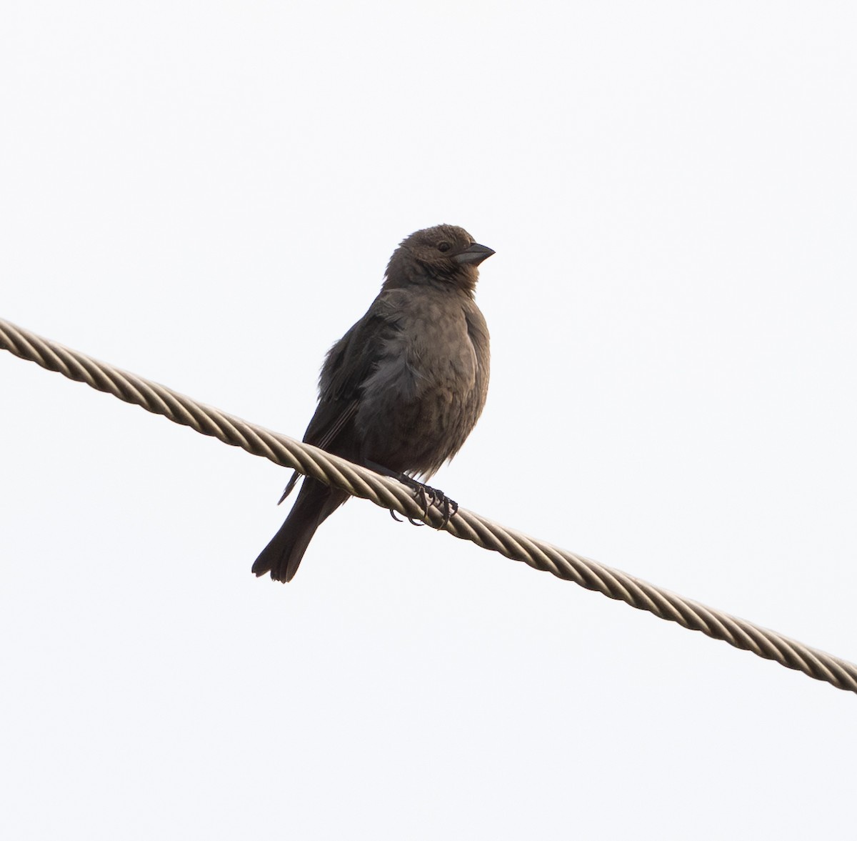 Коровий трупиал, буроголовый желтушник - ML646053388