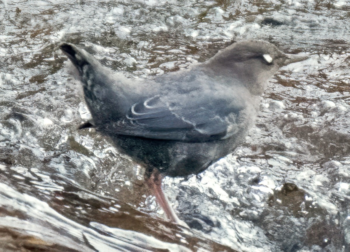 American Dipper - ML646053391
