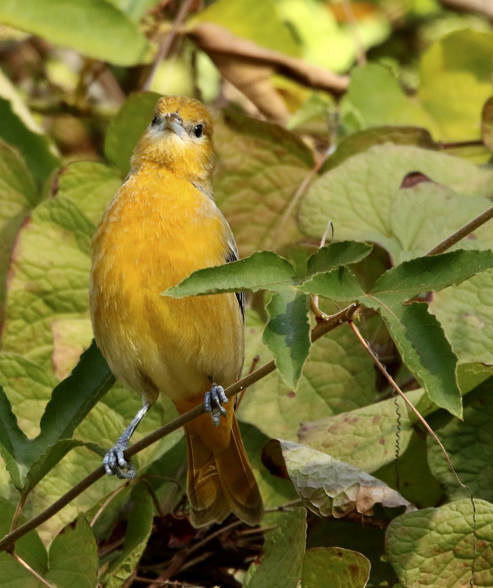 ボルチモアムクドリモドキ - ML646053395