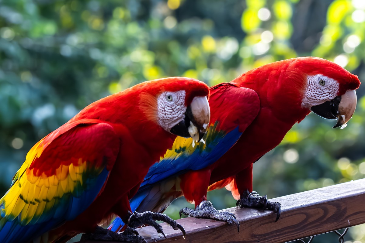 Scarlet Macaw - ML646053398