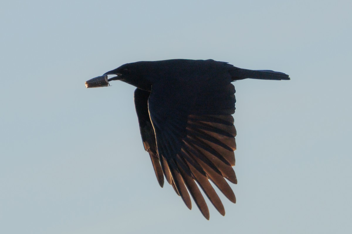 Fish Crow - ML646053399