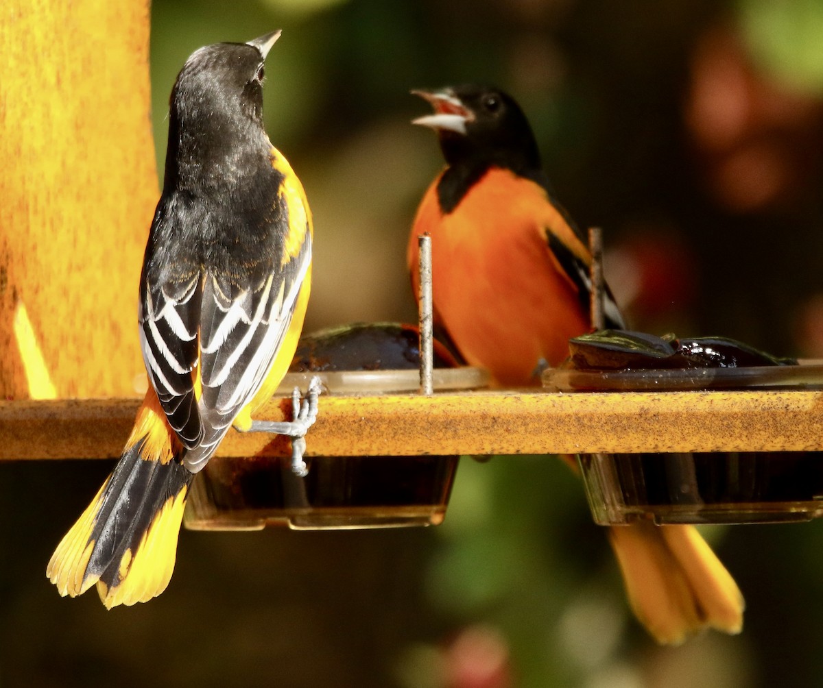 ボルチモアムクドリモドキ - ML646053408