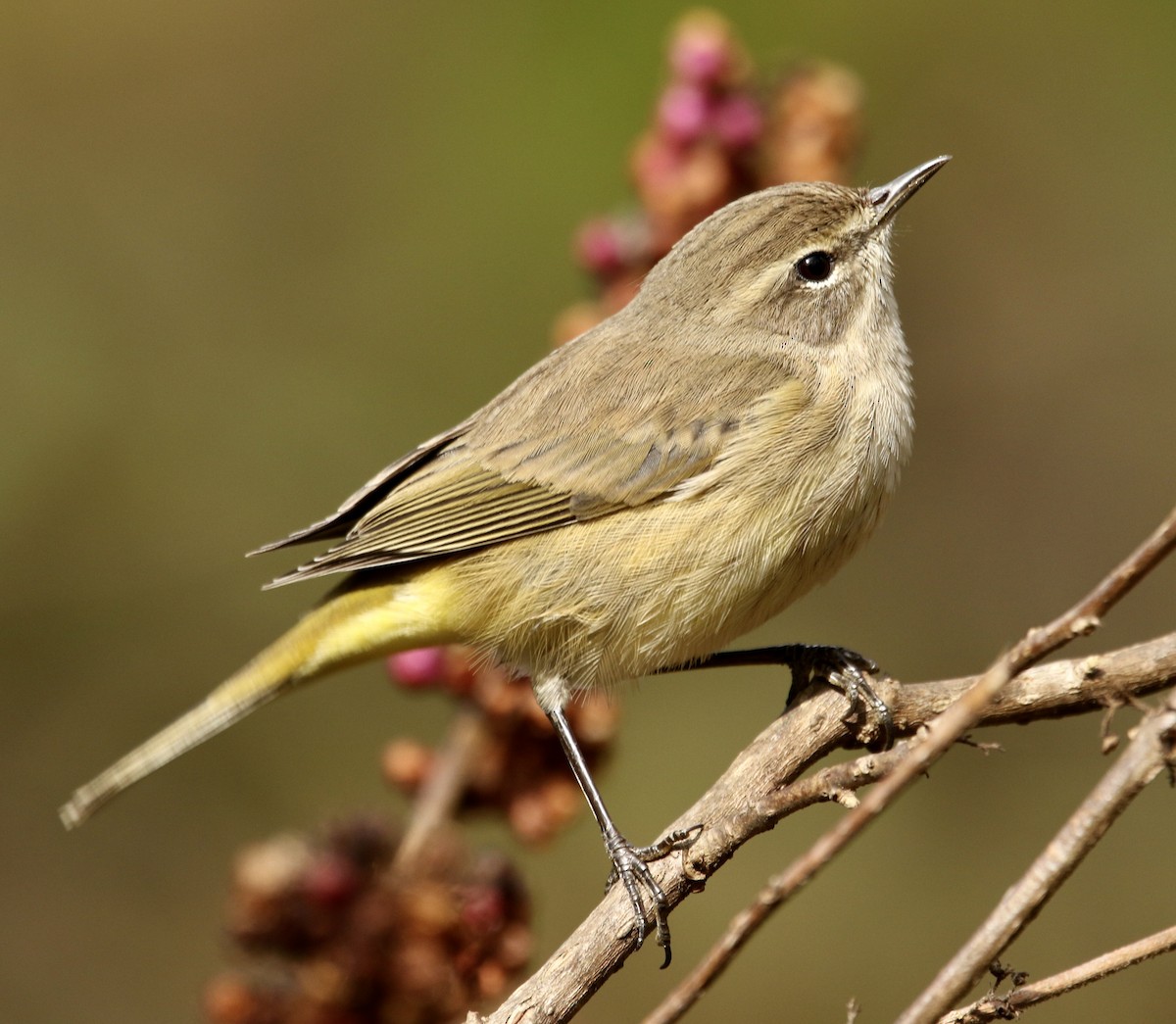 Palm Warbler (Western) - ML646053427