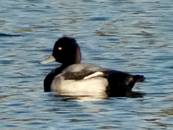 polák vlnkovaný - ML646053430