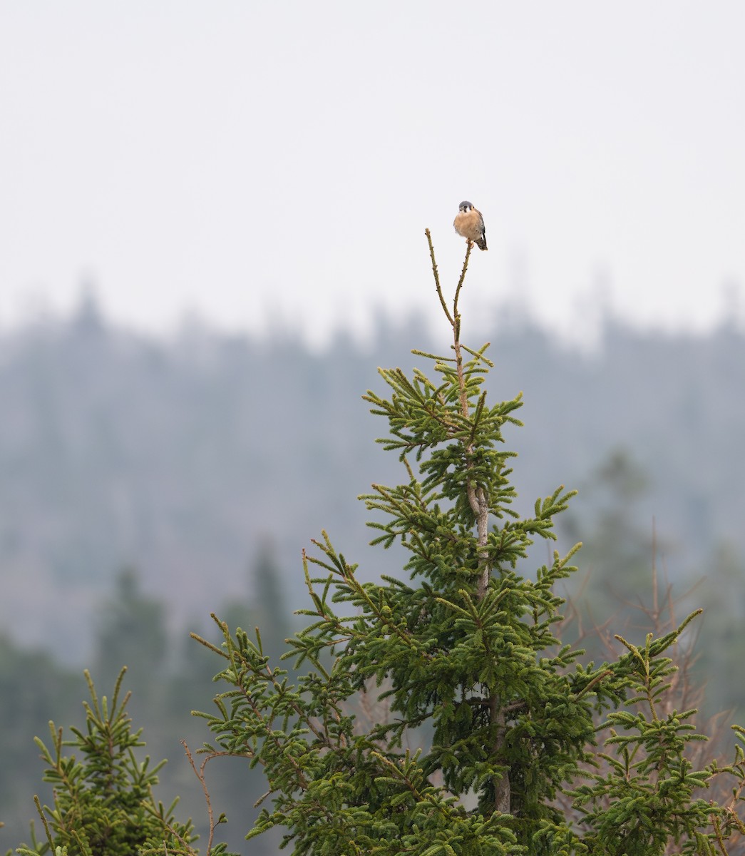 Cernícalo Americano - ML646053438
