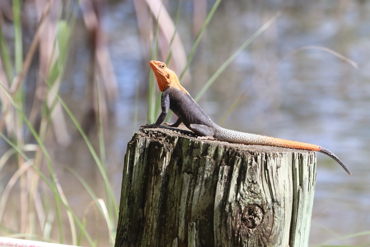 Typical Agamas - ML646053440