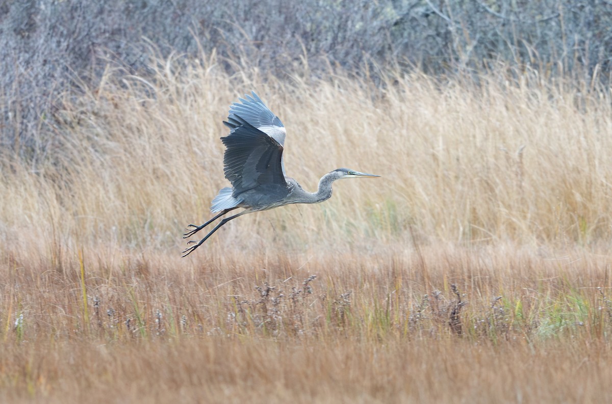 Garza Azulada - ML646053441
