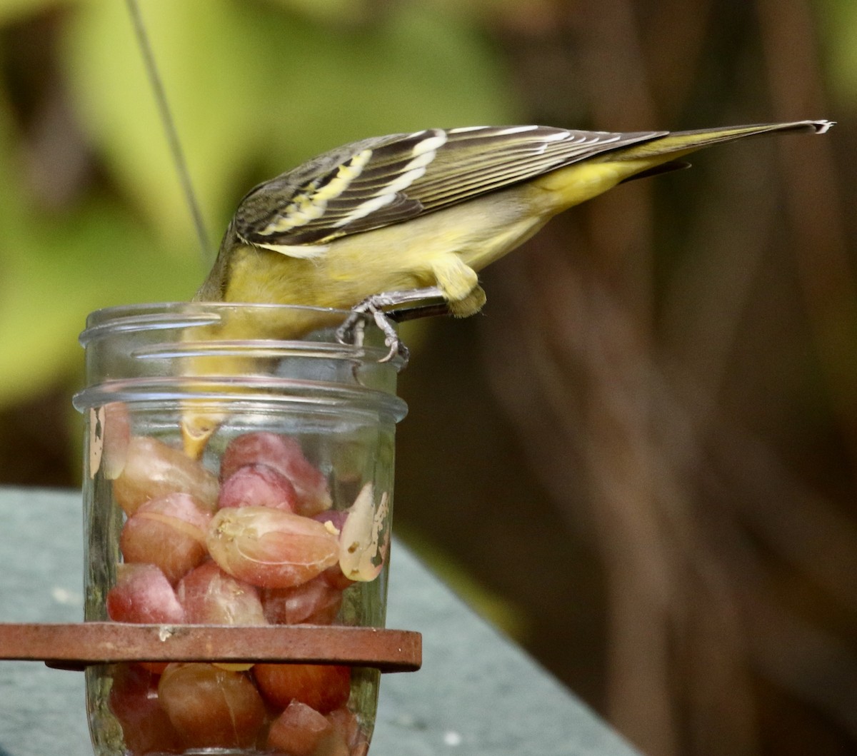 Western Tanager - ML646053442