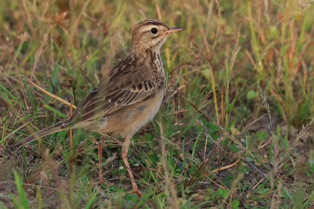 Щеврик азійський - ML646053445