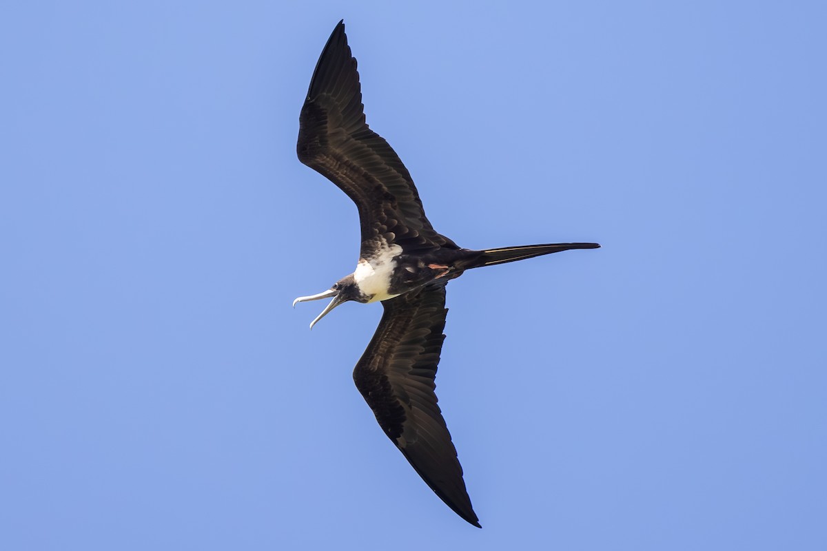 Magnificent Frigatebird - ML646053446