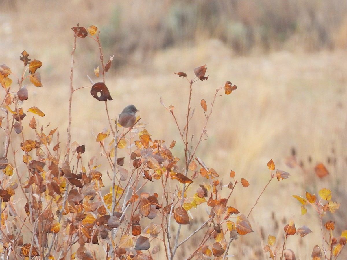 Magnanina comune - ML646053447