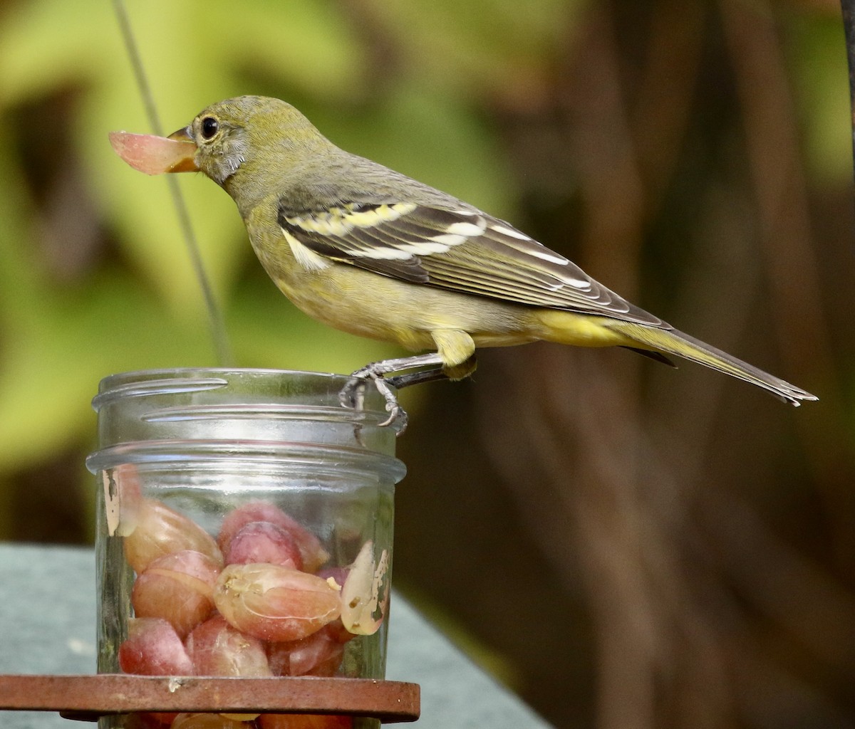 Western Tanager - ML646053453