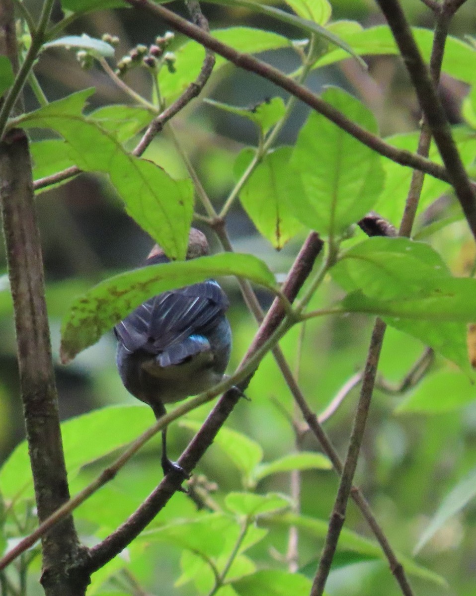 Golden-hooded Tanager - ML646053459