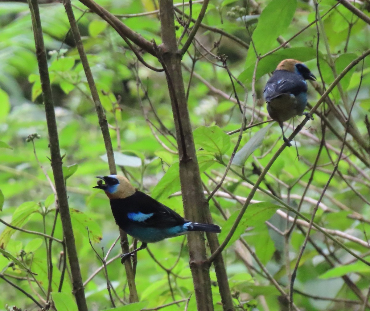 Golden-hooded Tanager - ML646053460