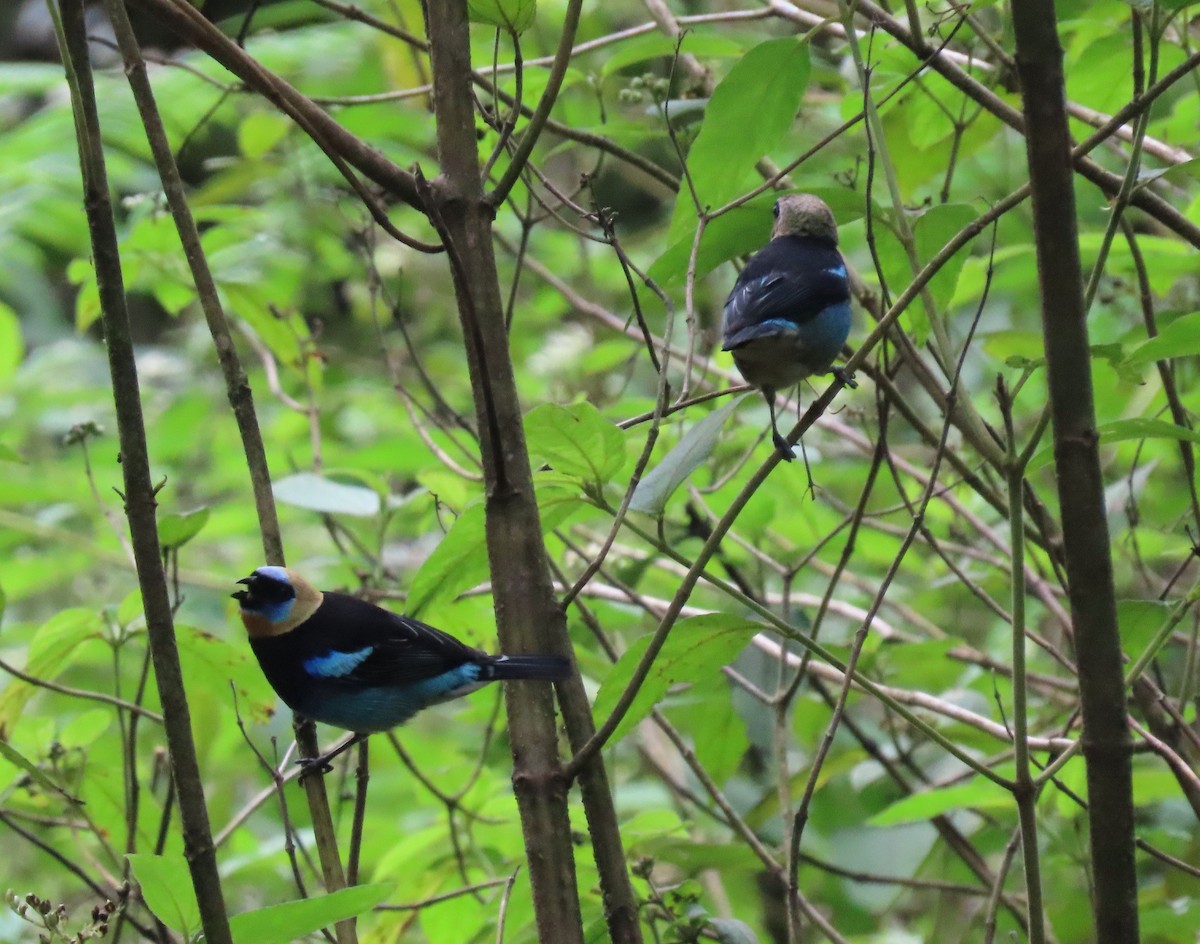 Golden-hooded Tanager - ML646053461