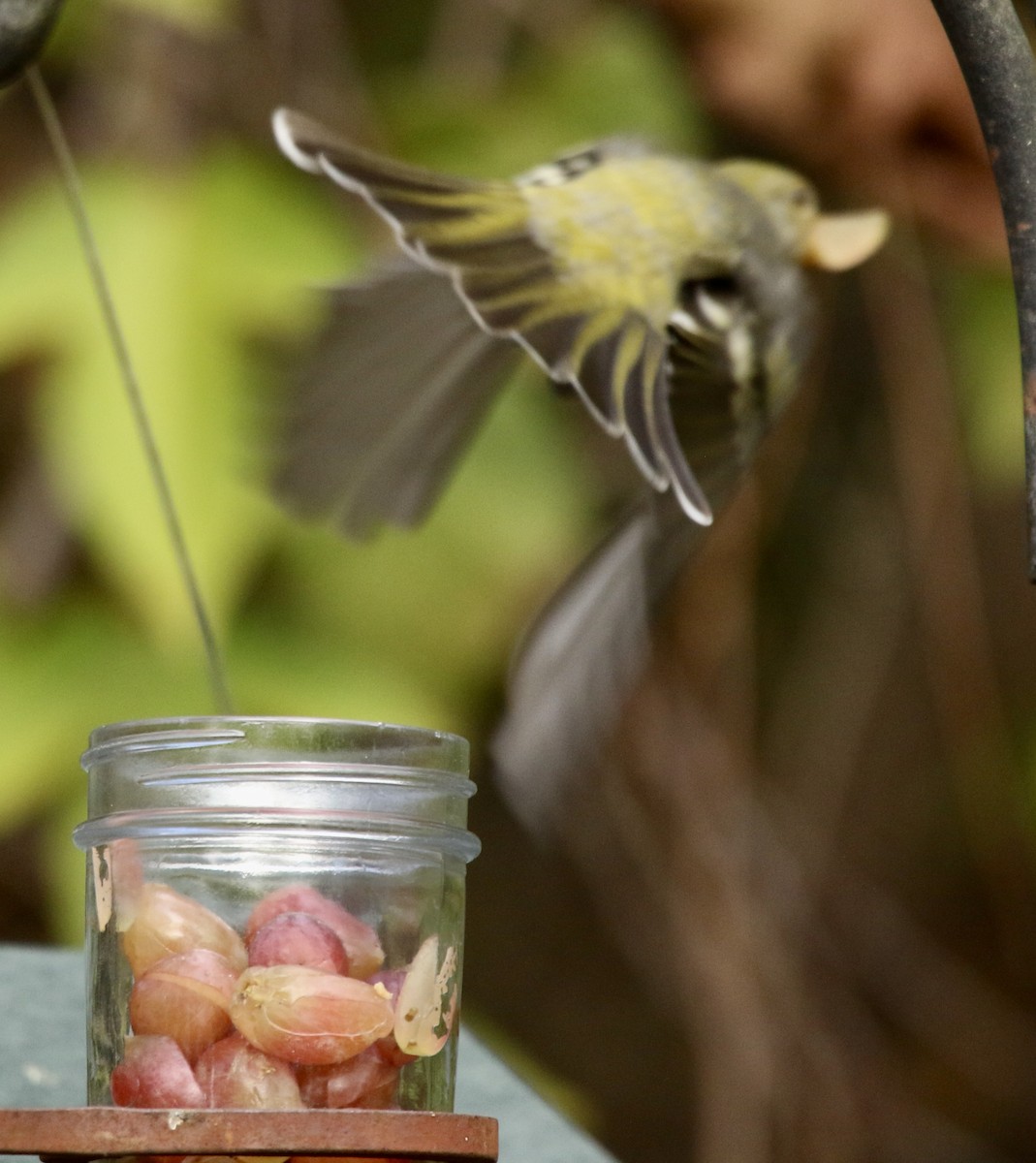 Western Tanager - ML646053465
