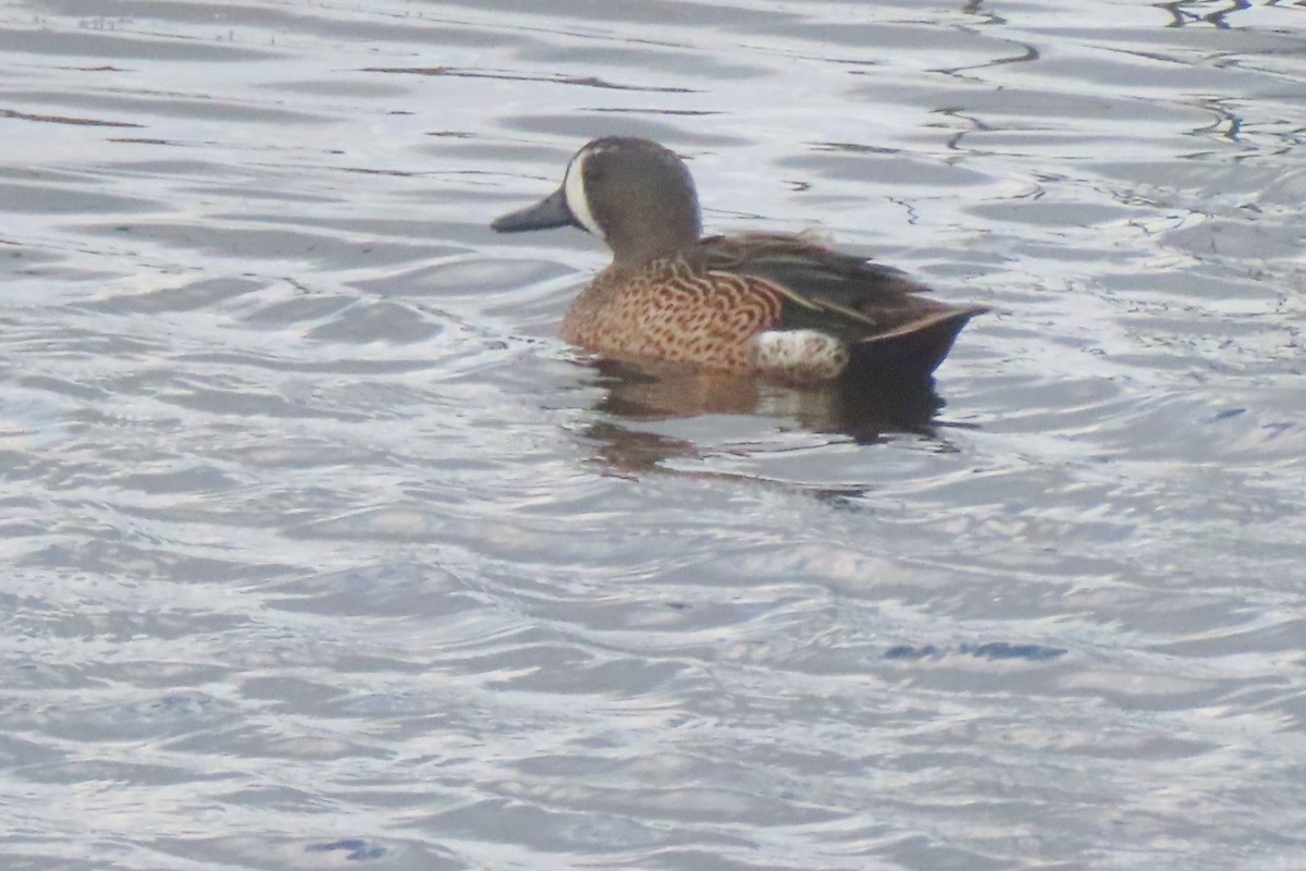 Zertzeta hegalurdina - ML646053468